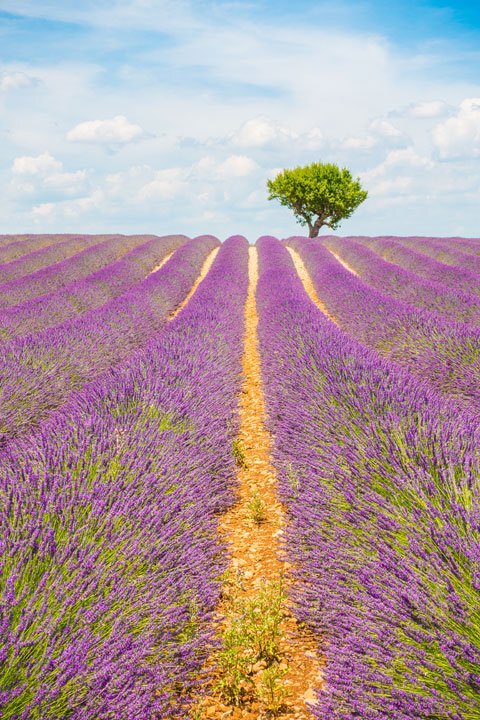 Lavender Farm Business Plan