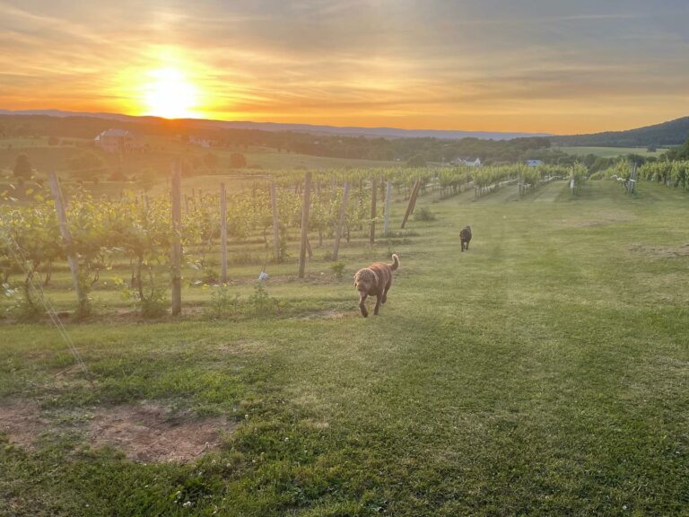 Third Hill Winery (Quicksburg, VA) Shenandoah AVA