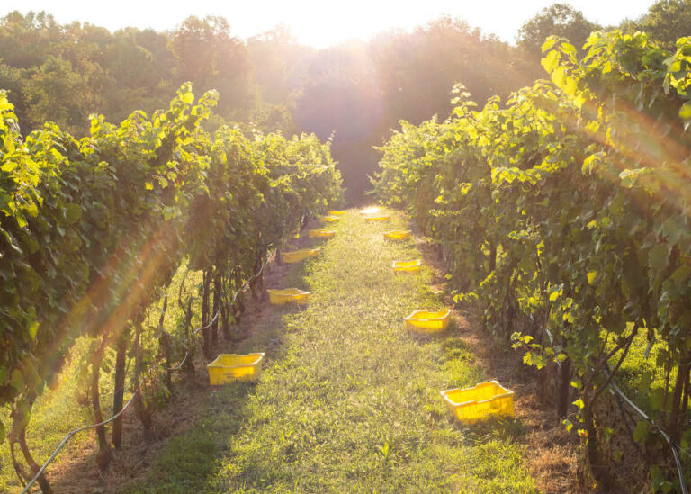 NEW: Popular Northern Virginia Winery (Northern VA)