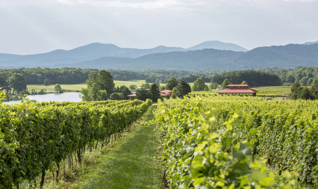 Vineyard
